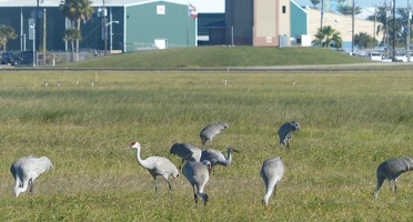 Sandhill Cranes